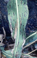 PDA0141 Sorghum bicolor.JPG