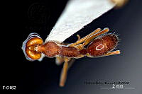 ME006 Hormi 0062 Odontomachus laticeps.jpg