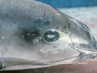 NBA0040 Phocoena sinus.jpg