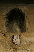 EGP0249 Chelonia mydas.jpg