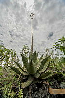 05_ZPeraltaCDMX-9.jpg