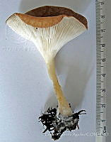 CBA0254 Infundibulicybe gibba.JPG