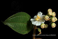 Huitz 1980 Conostegia icosandra.jpg