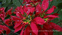 LCF0314 Euphorbia pulcherrima.jpg