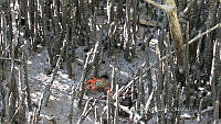 UM002 S0041 Rhizophora mangle.jpg