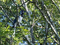 AAKVDH 0053 Cyanocorax colliei.JPG