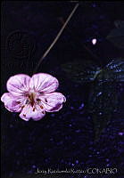 750 Geranium caespitosum.jpg