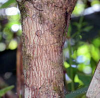 MDLLPG0066 Fuchsia arboresens.jpg
