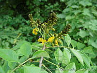 SHSM0091 Pterocarpus rohrii.jpg