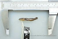LFMG273 Gymneleotris seminuda.jpg