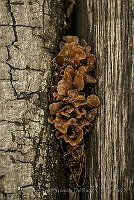 EDSR04 Tremella foliacea.jpg