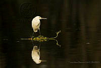 TMBH02 Egretta thula.jpg