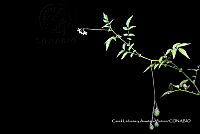 Huitz 0798 Solanum sp..jpg