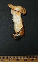 RGO0380 Hydnum sp..JPG