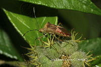 JCC0095 Hypselonotus punctiventris.JPG