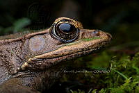 VHJA 0029 Lithobates vaillanti.jpg
