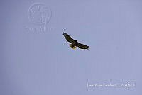 LRP0004 Buteo jamaicensis.jpg