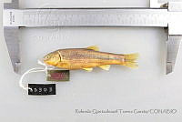 RQTG0627 Notropis sallaei.jpg