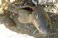 RE006 0004 Totoaba.tif