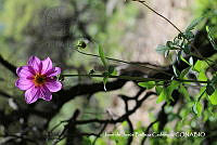 JJBC0154 Dahlia pinnata.JPG