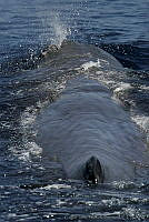 CNS0855 Physeter macrocephalus.jpg