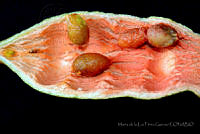 MDLLPG0114 Quadrella indica.jpg