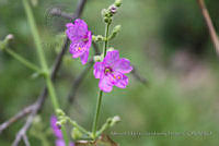 MHSO78 Mirabilis viscosa.jpg
