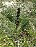 RG001 0174 Agave nuusaviorum.jpg