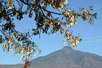 VWS&YRA0132 Lysiloma acapulcense.jpg