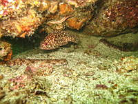 ISA074 Alphestes immaculatus.jpg