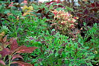 IMDOC 5773 Plectranthus scutellarioides.jpg
