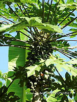 SG012 0079 Carica cauliflora.jpg