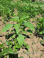 SG019 0086 Amaranthus hybridus.jpg
