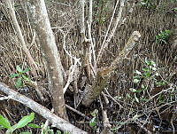 UM001 0167 Laguncularia racemosa.jpg