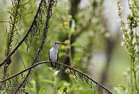 IMDOC1726 Pampa curvipennis.jpg