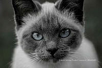 ZAPF0620 Felis catus.jpg