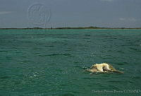 HBB0168 Chelonia mydas.jpg