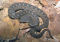 LCMHP013-67 Ophryacus undulatus.jpg
