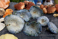 IMDOC Hong 0046 Lactarius indigo.jpg