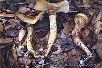 RVG0008 Armillaria zelleri.jpg