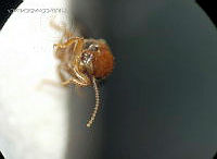 WR012 168 Marginitermes sp..jpg