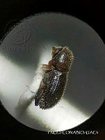 WR012 139 Hypothenemus seriatus.jpg