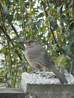 MCS081 Toxostoma curvirostre.jpg