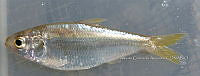 HE009 P 0270 Dorosoma petenense.JPG