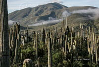 3R 00822 Cephalocereus tetetzo.jpg