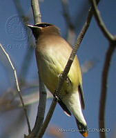 MGaves 2912 Bombycilla cedrorum.jpg