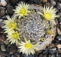 3R 00928 Mammillaria schiedeana.tif