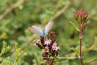 ERCV019 Echinargus isola.JPG