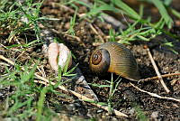 HJ6- 0755- Caracoles (Pomacea sp) alimento de gavilán caracolero.jpg