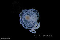 ME006 Z 0105 Cytaeis tetrastyla - Eschscholtz, 1829.jpg
